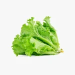Crisp Green Lettuce